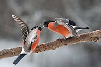 Rivalisierende Dompfaffe