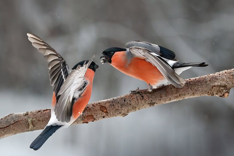 Rival bullfinch with wings spread by Margit Kluthke