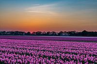 Ein Tulpenfeld bei Sonnenuntergang