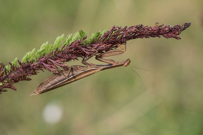 Braune Mantis by Jürgen Hust