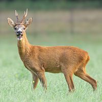 Roebuck