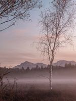 La brume dans la lande