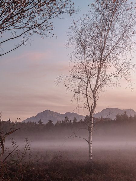 Nebel im Moor von Thomas Weber BGL