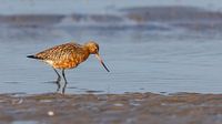 Bird photography - bar-tailed godwit