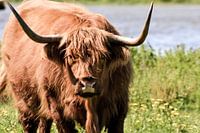 Scottish Highlander