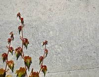 Wild vine climbs a concrete wall