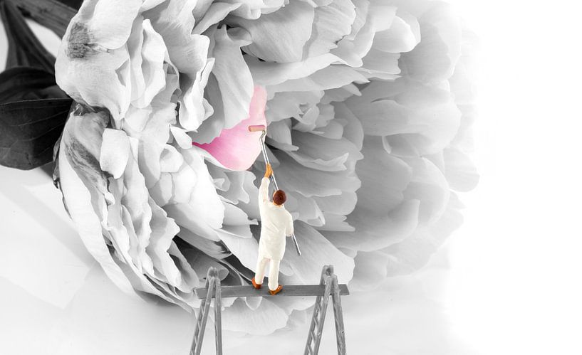 pink peony with flower bud by ChrisWillemsen