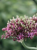 Allium 'Miami' in bloom