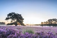 Sunrise over blossoming heath in the Veluwe nature reserve during summer