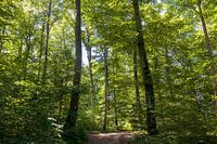 Wanderweg im Wald