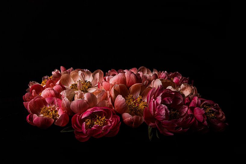 Pivoine 02 sur fond noir par FotoDennis.com | Werk op de Muur