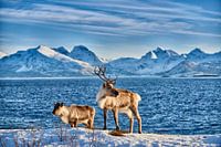  Rendier op zee tegen besneeuwde bergen