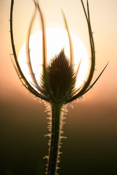 Treffen Sie von Liefs van Peet