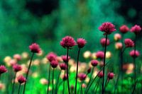 Schnittlauch in bunten Farben