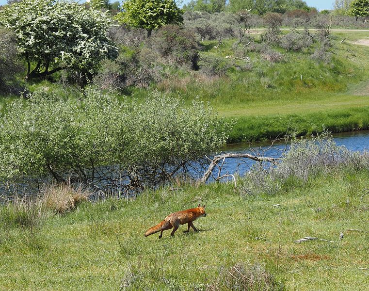 Marche ! Le renard marche le long de l&#039;eau. par Marjon Woudboer