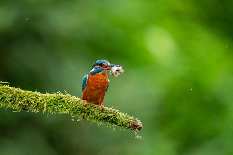 Eisvogel mit Beute von Björn van den Berg