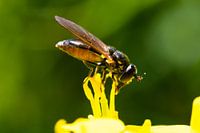 triangle en forme d'hoverfly sur une purée de fleurs