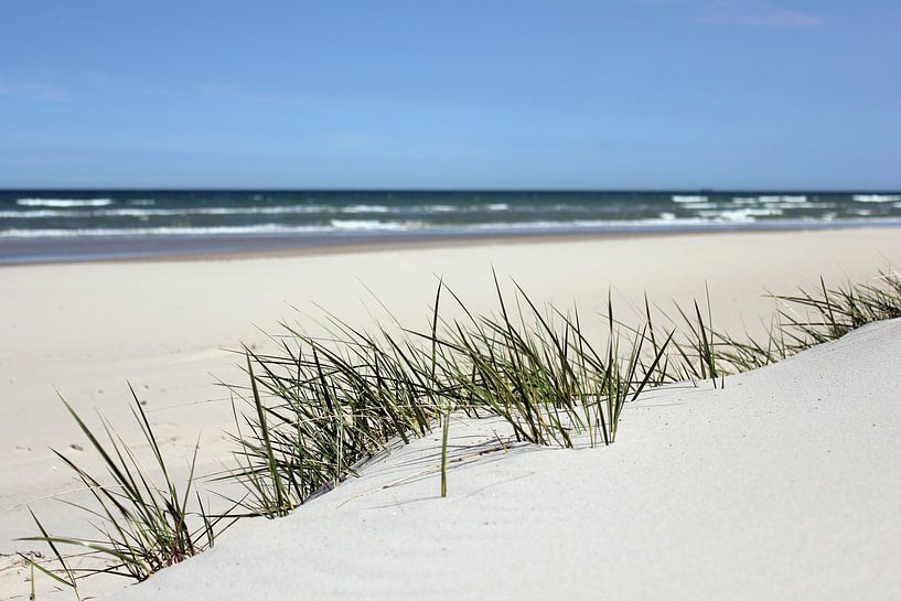 Junge Dünen par Ostsee Bilder