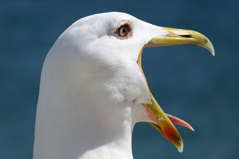 Goéland leucophée par Rafael Delaedt