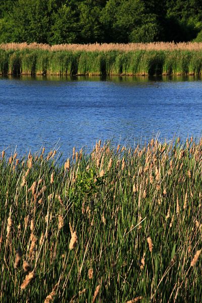 Schilf von Thomas Jäger