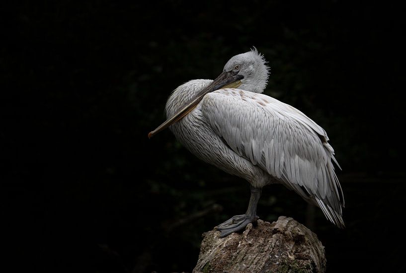 Pelican by Manon Nijssen