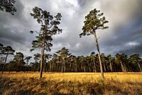 Landschaft in Drenthe. Heide mit Kiefern.