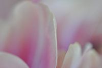 Tulipe néerlandaise Rosé