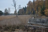 Bank in einem Feld von Bäumen
