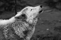 The wolf howls looking up, a gloomy black and white photo of sadness and longing. close-up