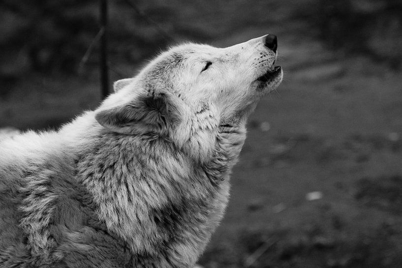 Le loup hurle en levant les yeux, une sombre photo en noir et blanc de tristesse et de nostalgie. gr par Michael Semenov