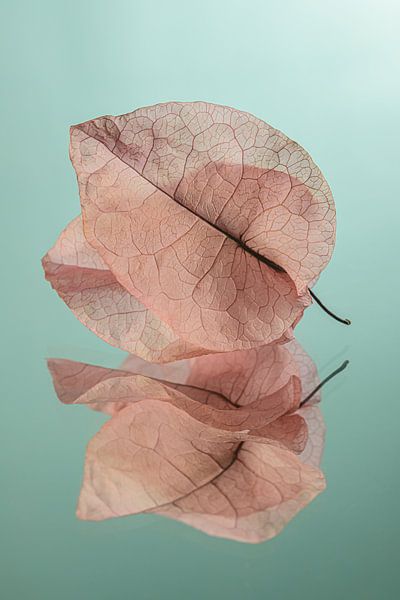 Structure of veins: Dried leaves of Bougainvillea by Marjolijn van den Berg