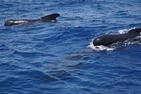 Grindwal (Globicephala melas)