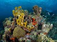 Korallenriff am Tugboat auf Curacao