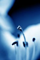 Amaryllis 05 - rêver au milieu de tout cela