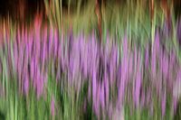 Abstrakte Naturfotografie