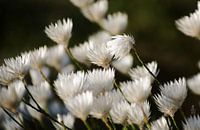 White Flowers