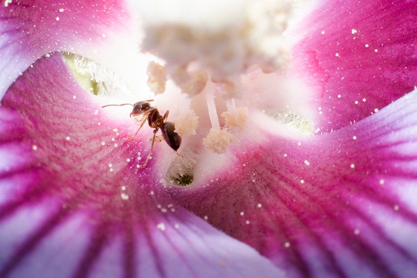 Traumwelt von Dominique van Ojik