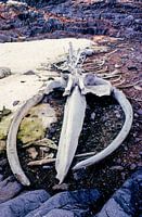 Buckelwahl Skelett - Analoge Fotografie!