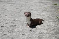 Wezel,natuur,dier,zoogdier,natuur,