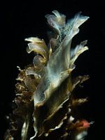 Japanische Auster in der Oosterschelde