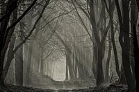 Nebliger Speulderwald mit Sonnenstrahlen 