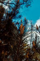 Autumn in the netherlands