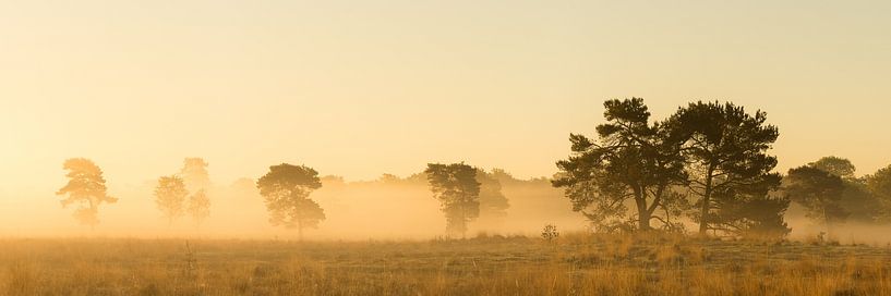 Morning mist over the heath during golden hour | Utrechtse Heuvelrug by Sjaak den Breeje