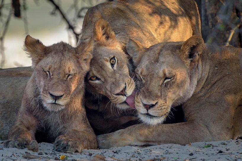 Lion family by Richard Guijt Photography