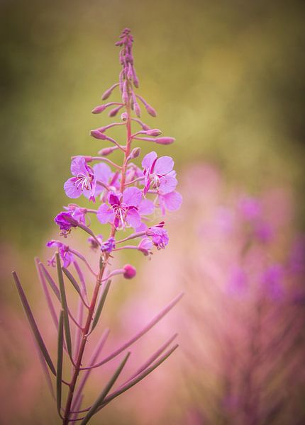 Pink von Geert Symoens