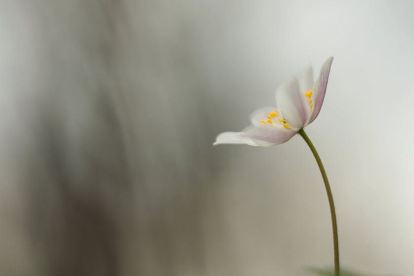 Bosanemoon - Anemone nemorosa von Aukje Ploeg