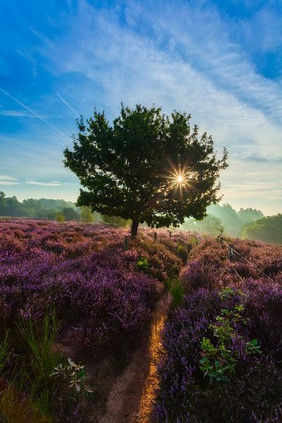 Posbank - Nederland par Roy Poots
