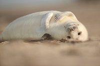 Grey Seal pup on the beach in the Wadden Sea in winter