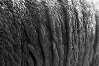 Schafsleder in Schwarz und Weiß 01