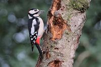 Woodpecker